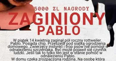 Zaginął Szczeniak Rottweiler - Bargłówka, Sośnicowice