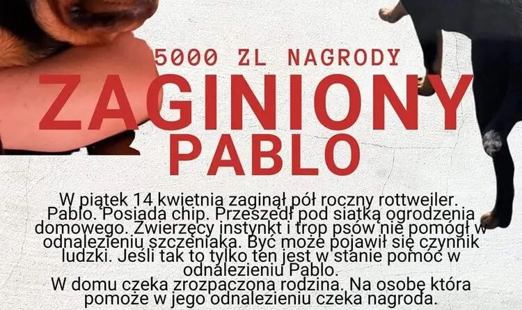 Zaginął Szczeniak Rottweiler - Bargłówka, Sośnicowice